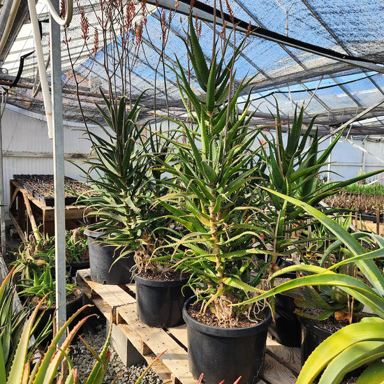 Aloe dawei in 10ga nursery pot showing flower stalks in bud