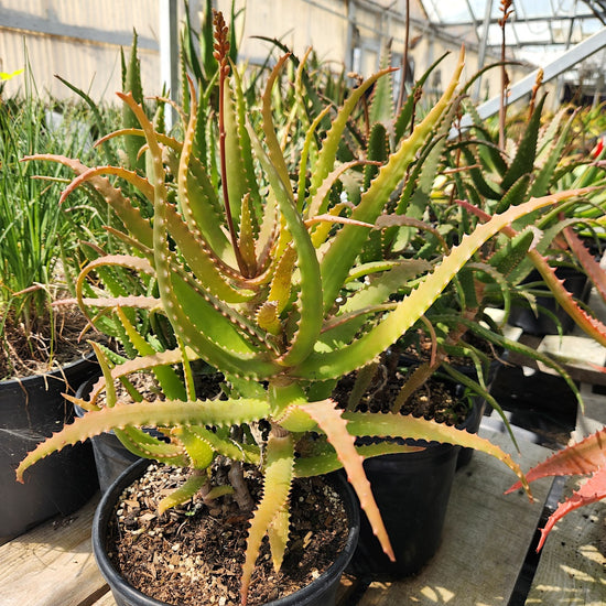 Aloe dawei