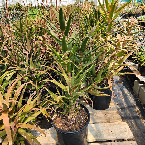 Aloe dawei