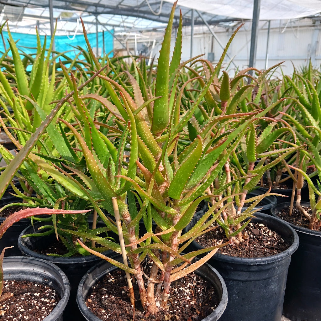 Aloe dawei