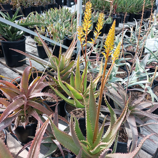 yellow flower of aloe dawei