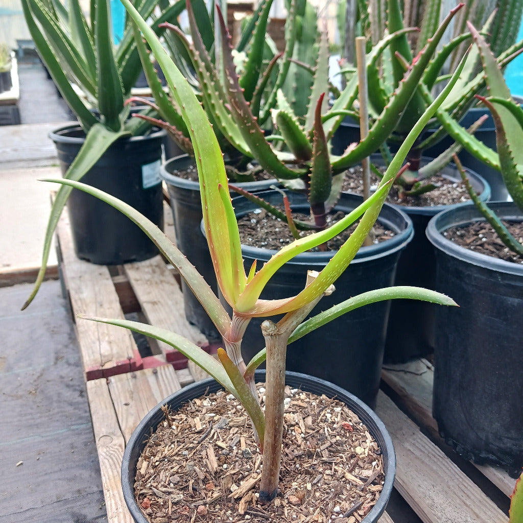 young Aloe decurva
