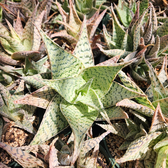 Aloe 