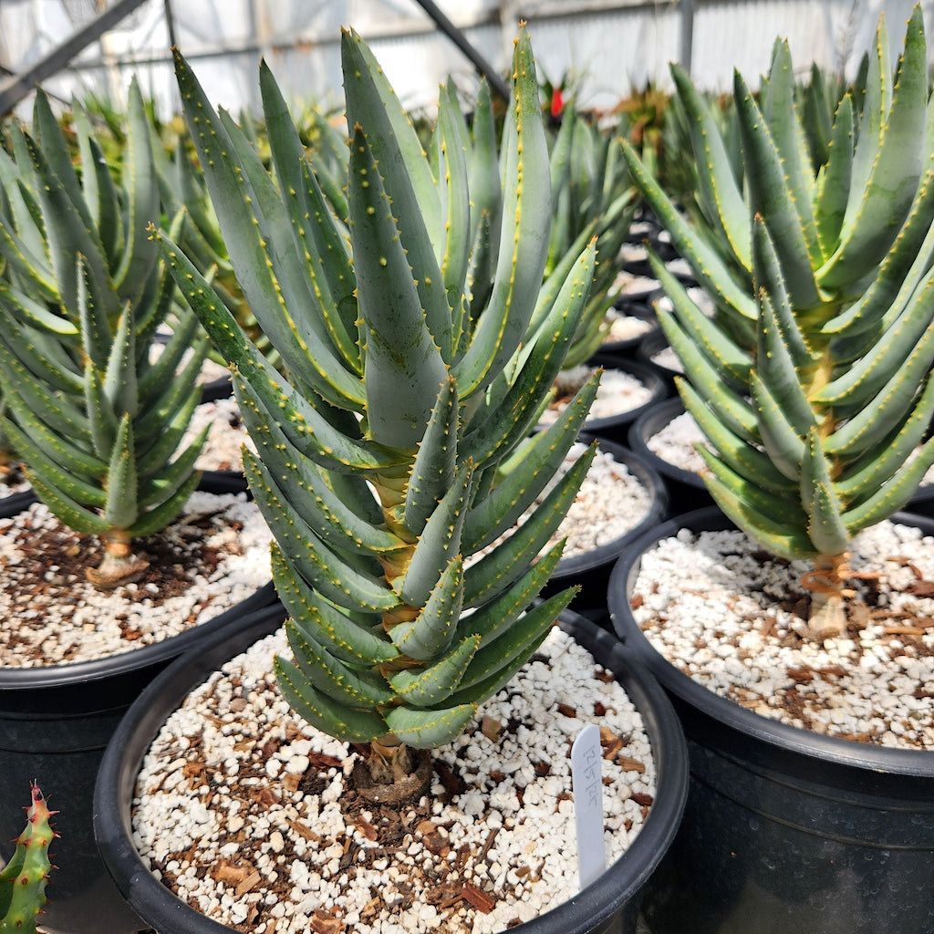 Aloe dichotoma