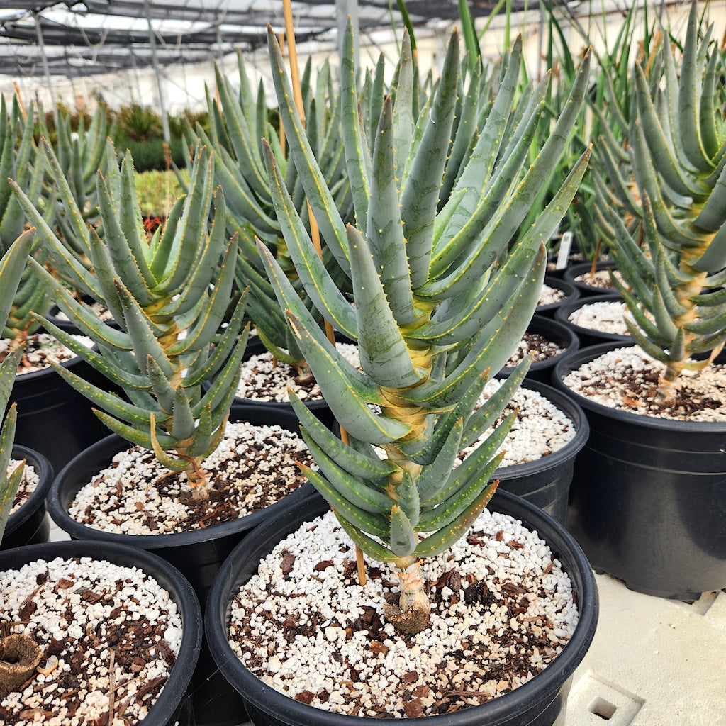 Aloe dichotoma