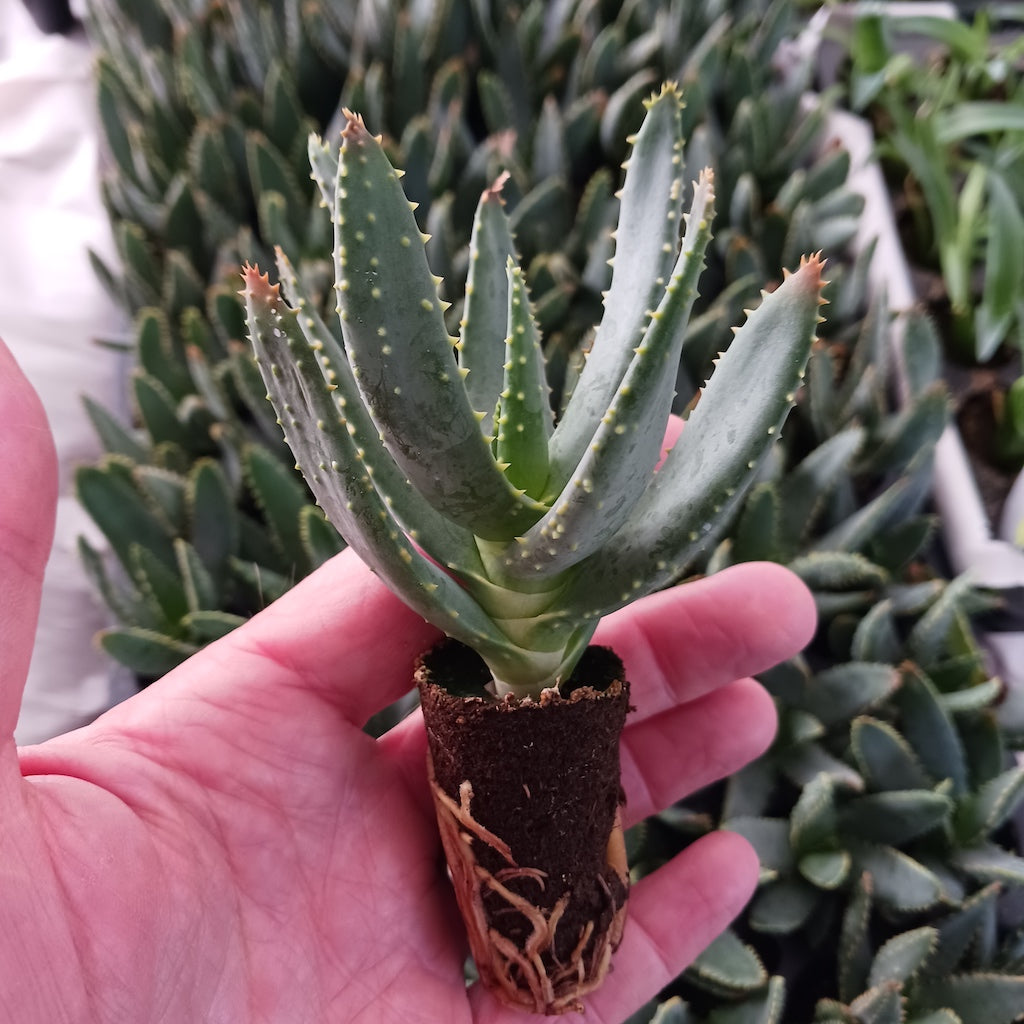 Aloe dichotoma liner