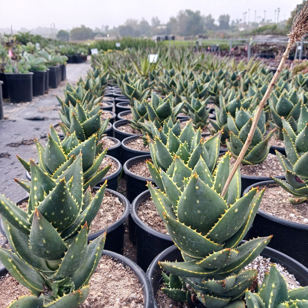 Many Aloe distans in 3ga containers at San Marcos Growers