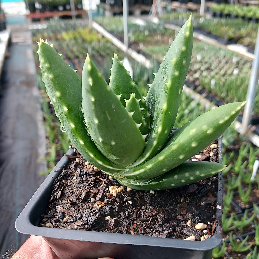 Aloe distans