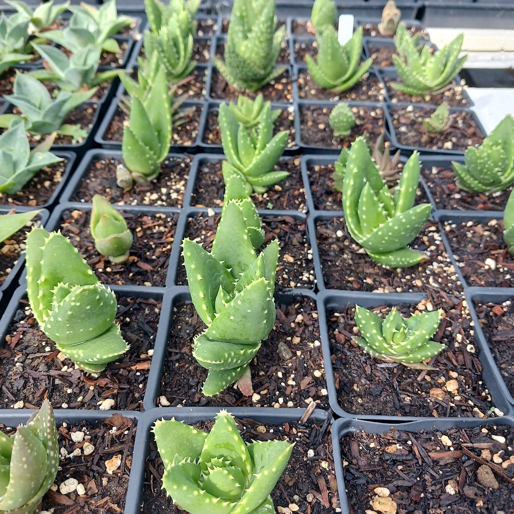 Several Aloe distans in 4 inch nursery pots