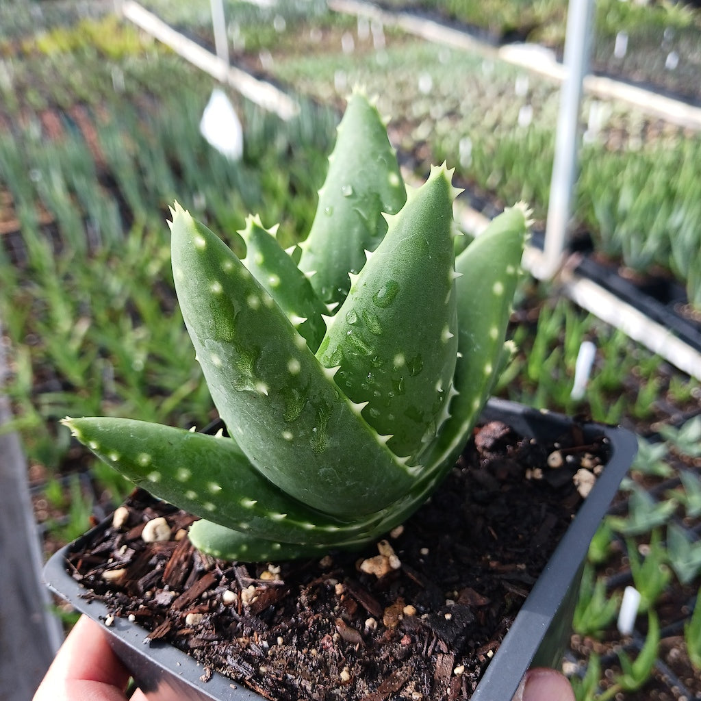 Aloe distans