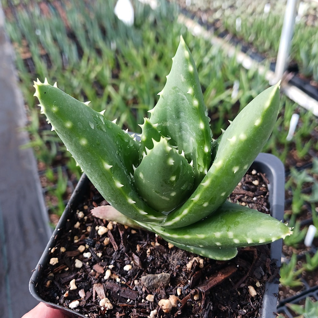 Aloe distans