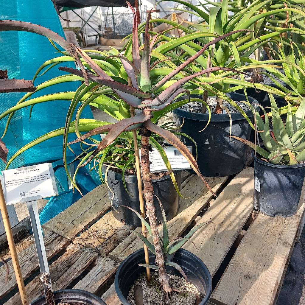 Aloe divaricata