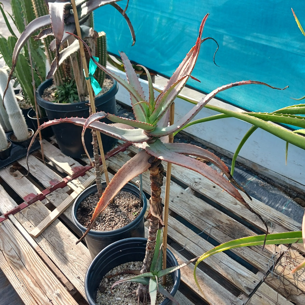 Aloe divaricata