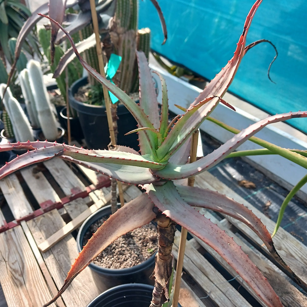Aloe divaricata