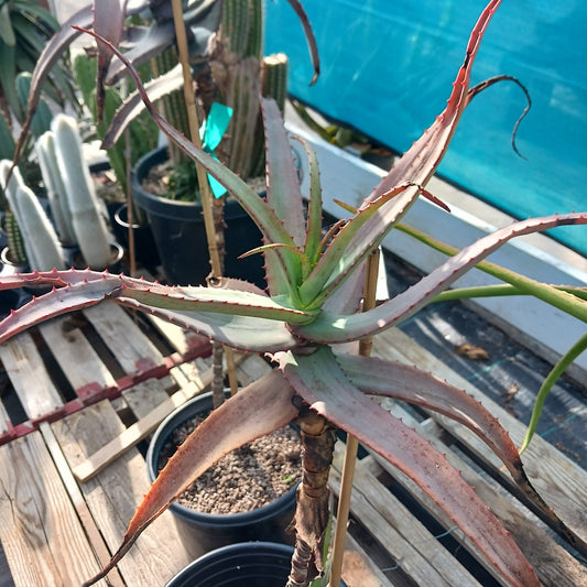 Aloe divaricata