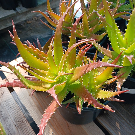 Aloe dorothea "Crimson"