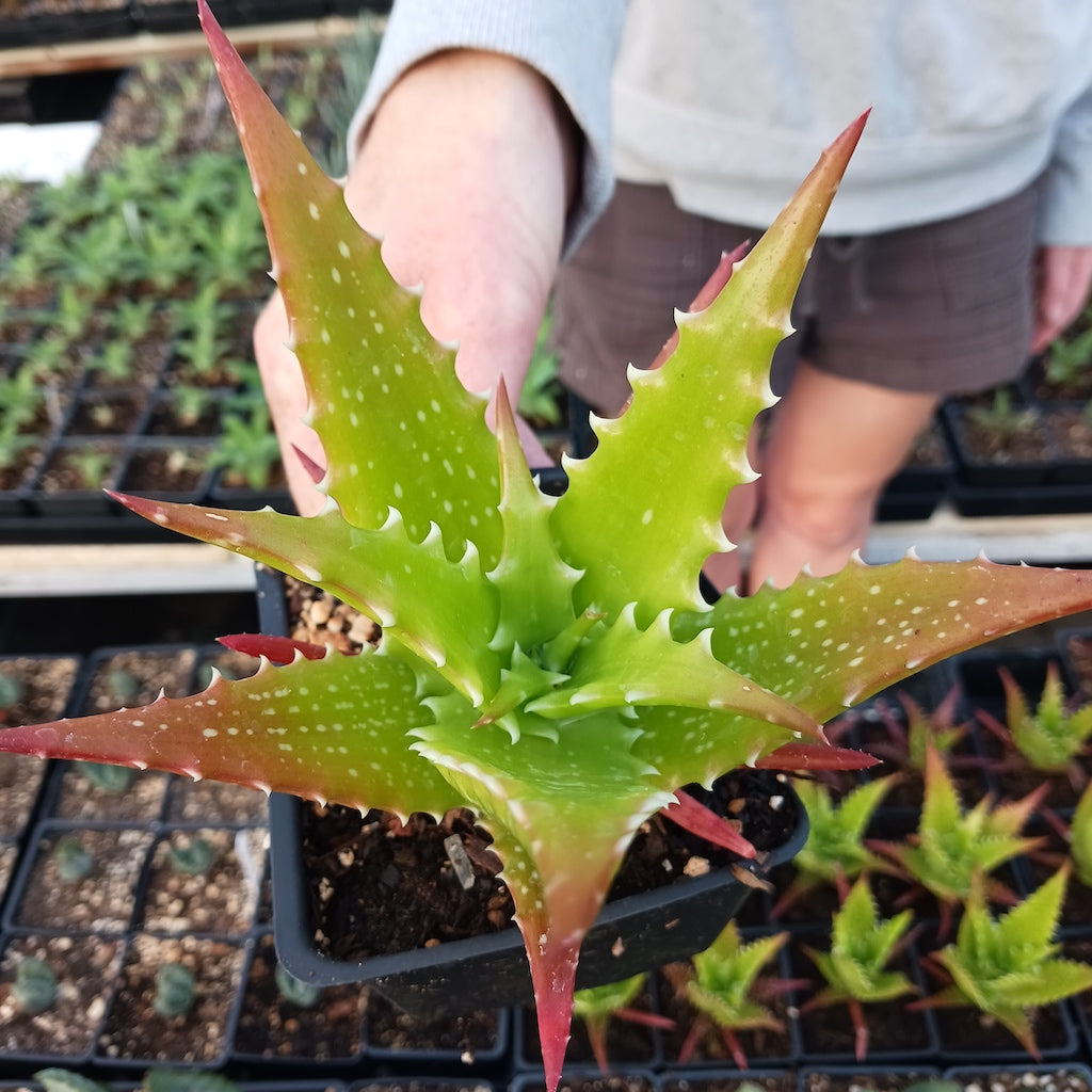 Aloe dorothea "Crimson"