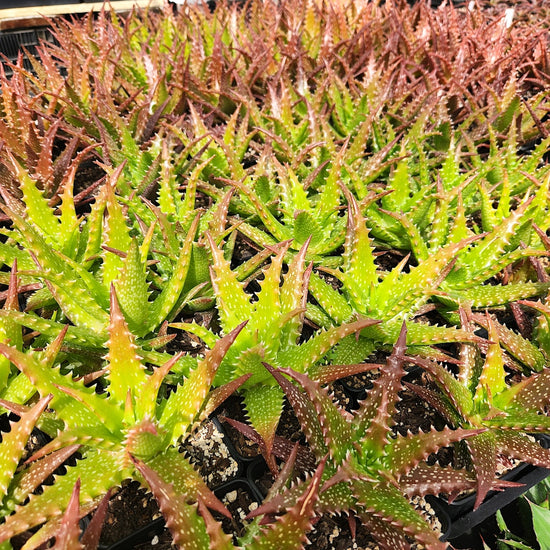 Aloe dorothea 