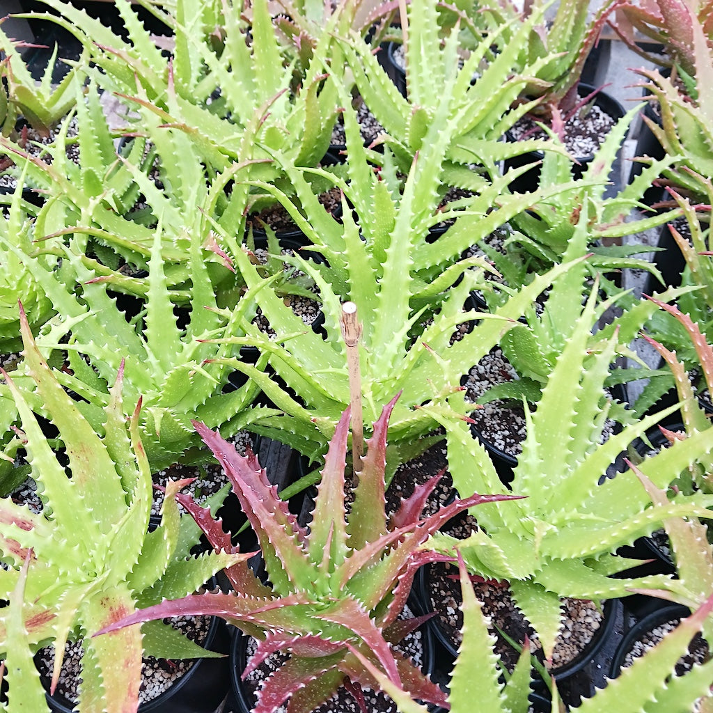 Aloe dorothea "Crimson"