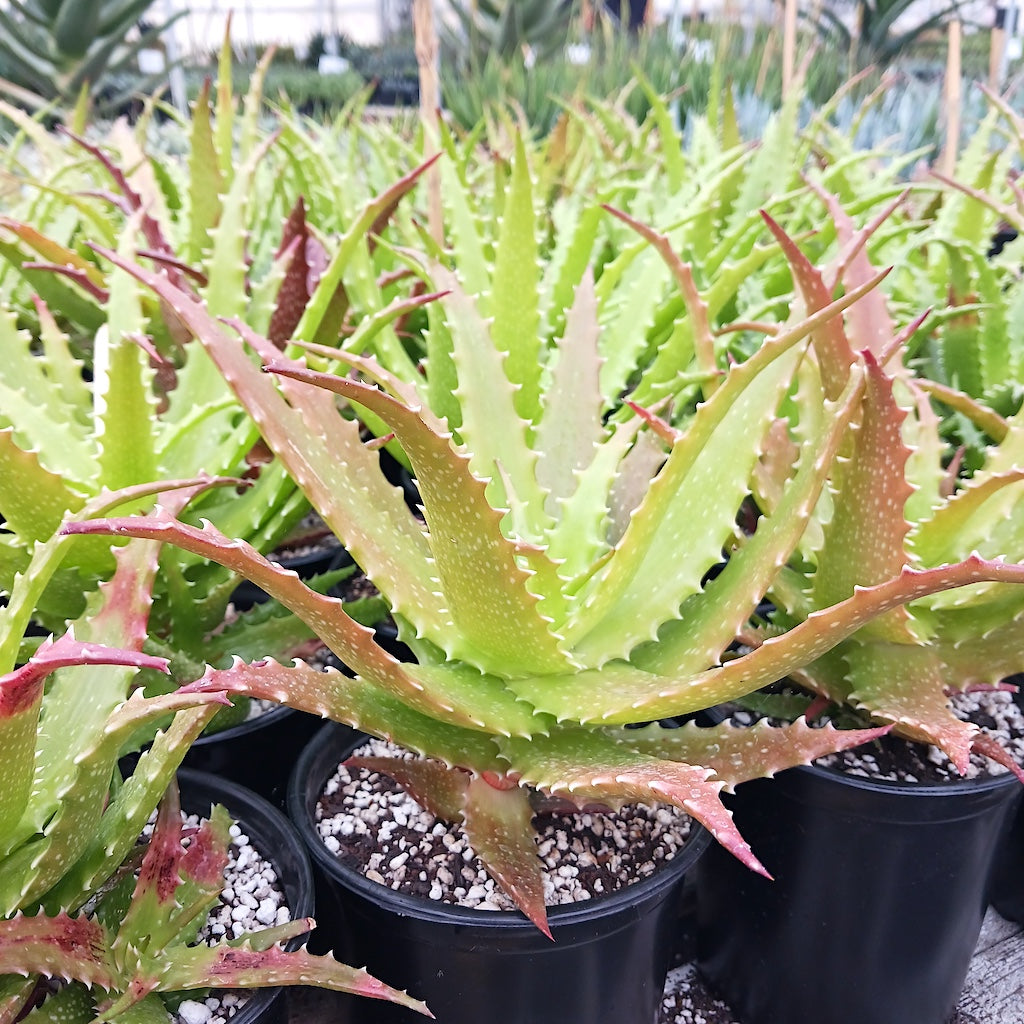 Aloe dorothea "Crimson"