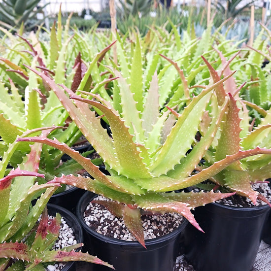 Aloe dorothea 
