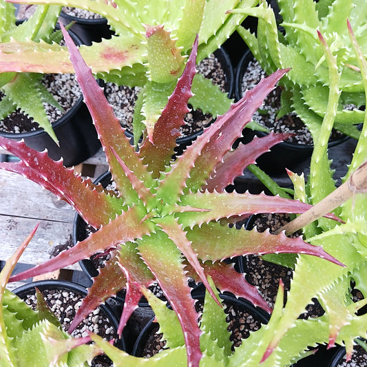 Aloe dorothea "Crimson"