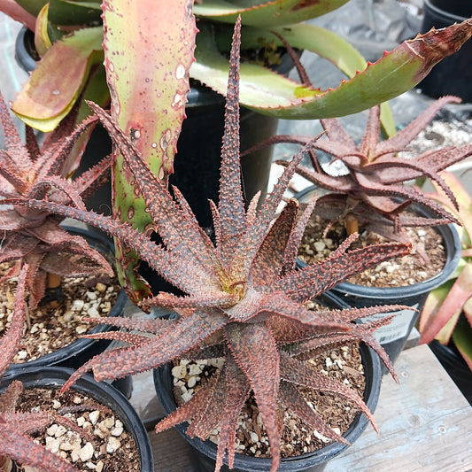 Aloe 'Dragon' in a 1 ga pot