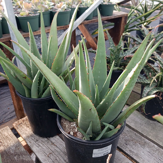 Aloe elegans "Yellow"
