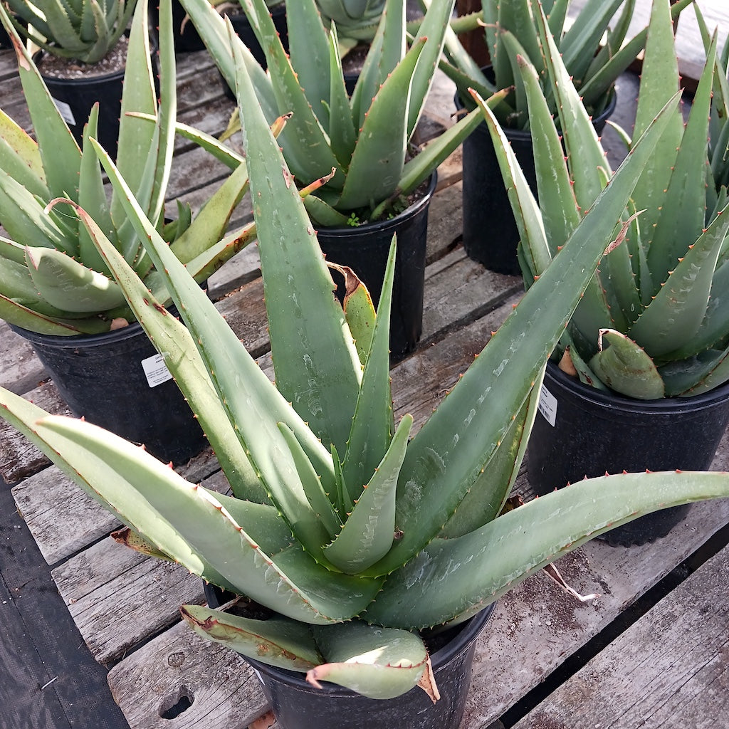 Aloe elegans "Yellow"