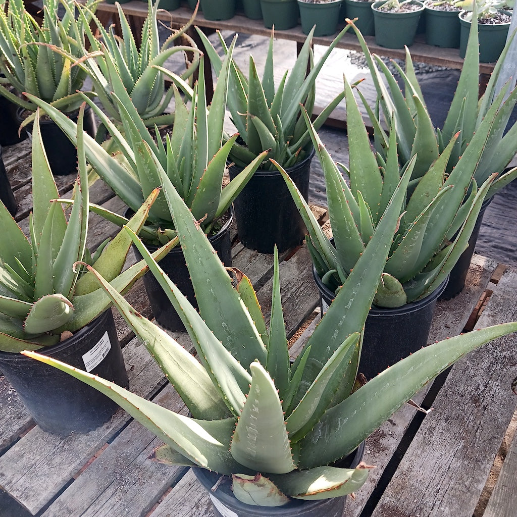 Aloe elegans "Yellow"