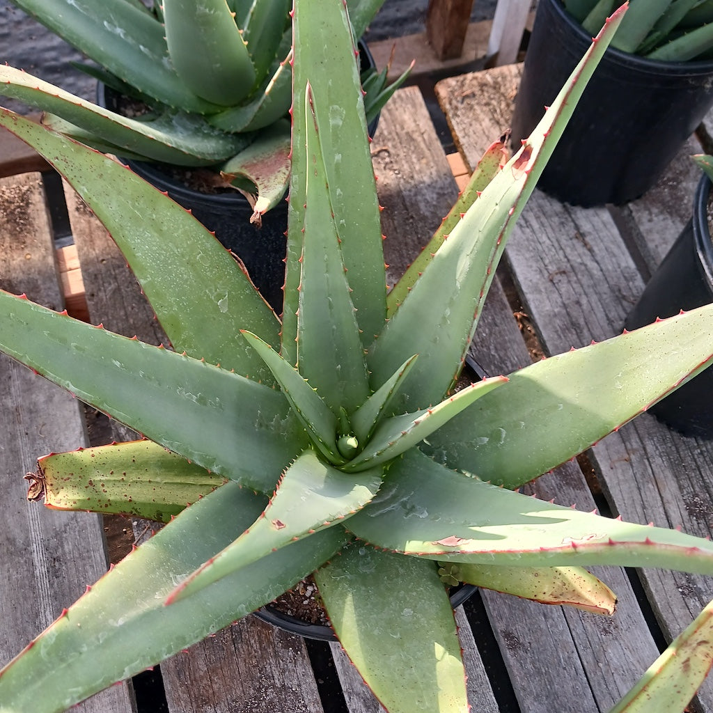 Aloe elegans "Yellow"