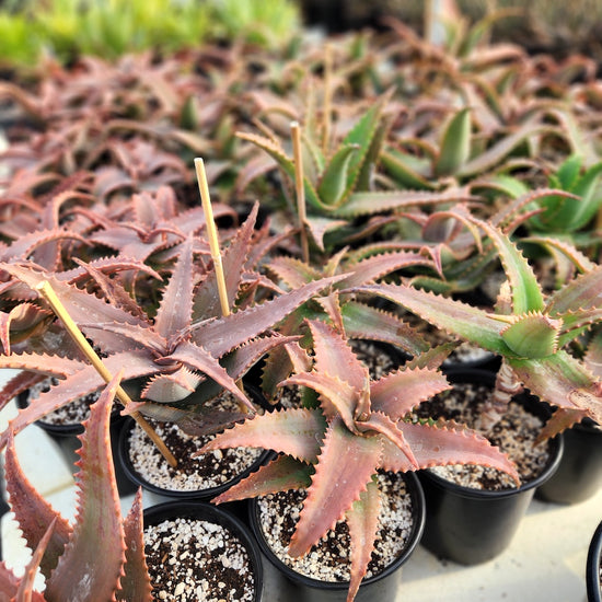 Aloe elgonica