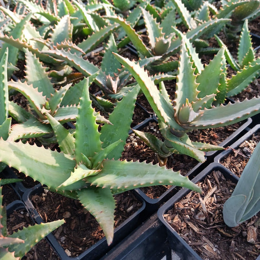 several Aloe elgonica in 4in pots