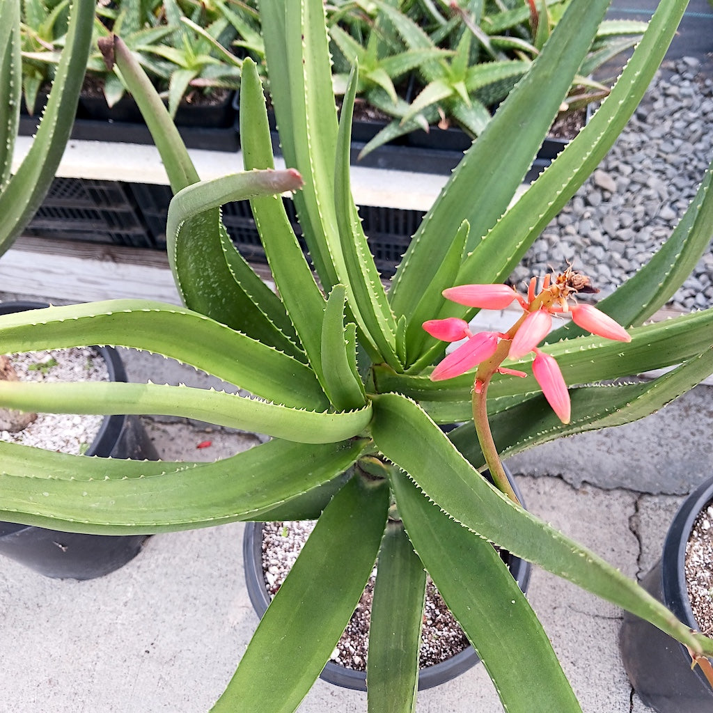 Aloe eminens "Koko Crater" view of crown