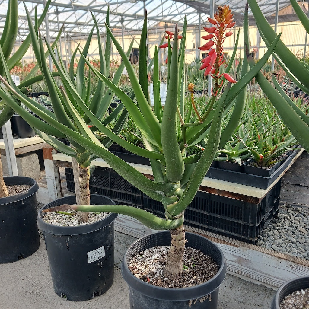 Several Aloe eminens