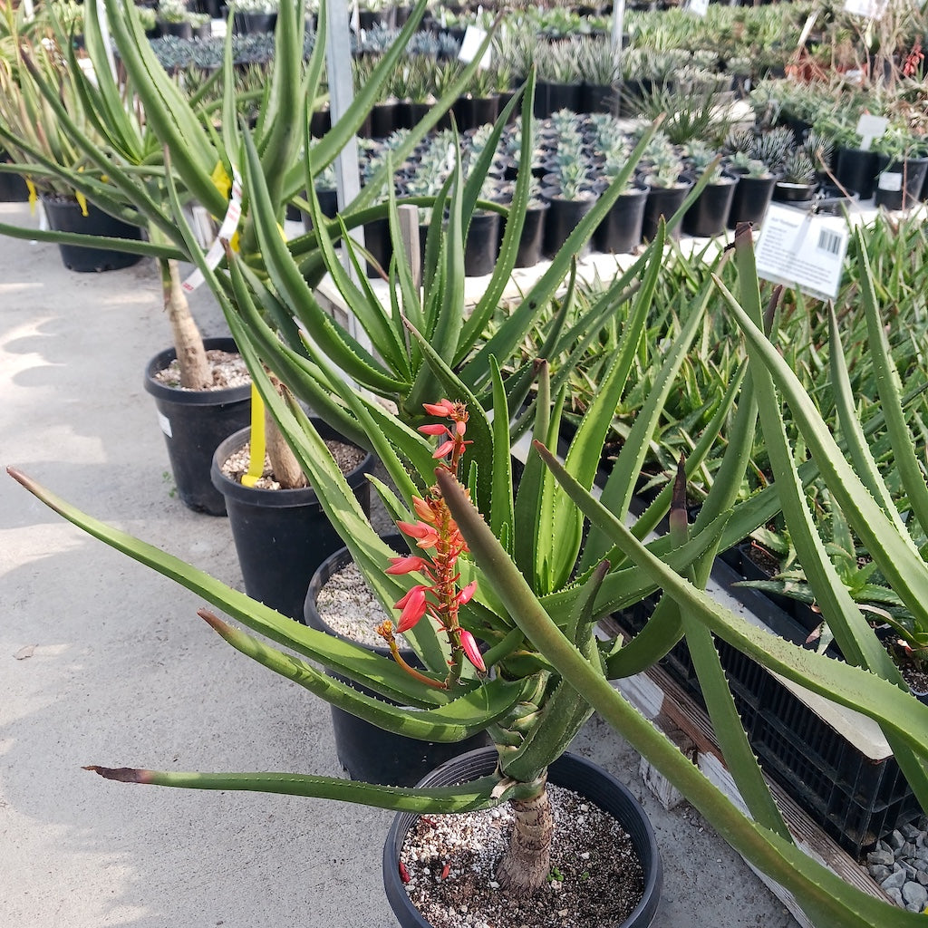 Several Aloe eminens