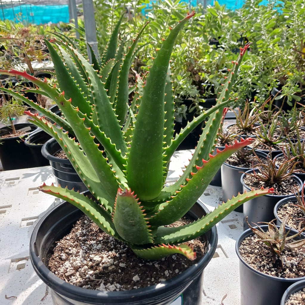 red aloe vera plant Aloe "Erik the Red"