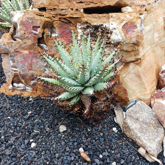 Aloe erinacea at the Huntington Botanical Gardens