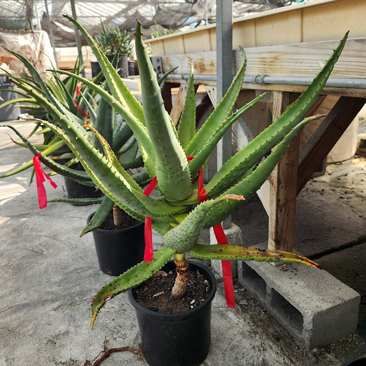 Aloe excelsa