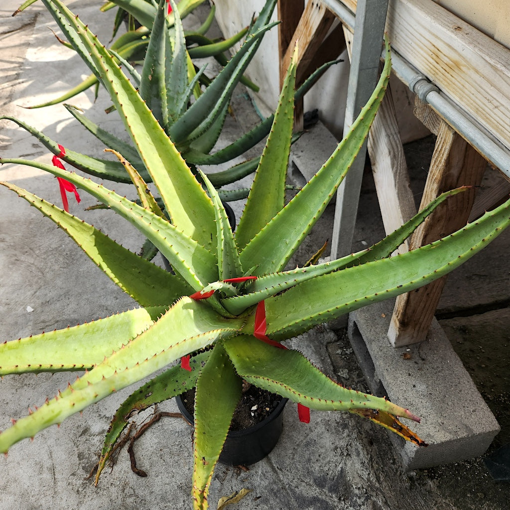 Aloe excelsa