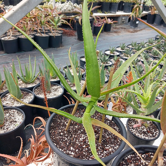Aloe eximia