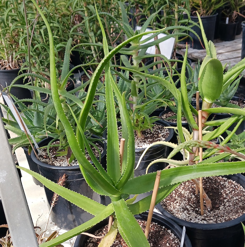 ハオルチア・アロエ Aloe eximia Madagascar Aloe eximia - 5ga – dryoasisplants