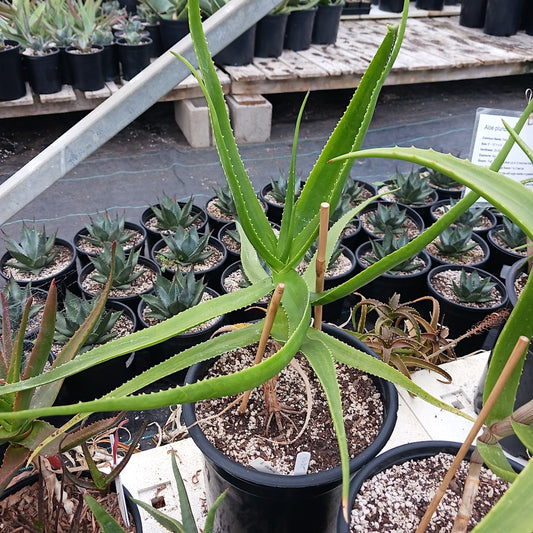 Aloe eximia