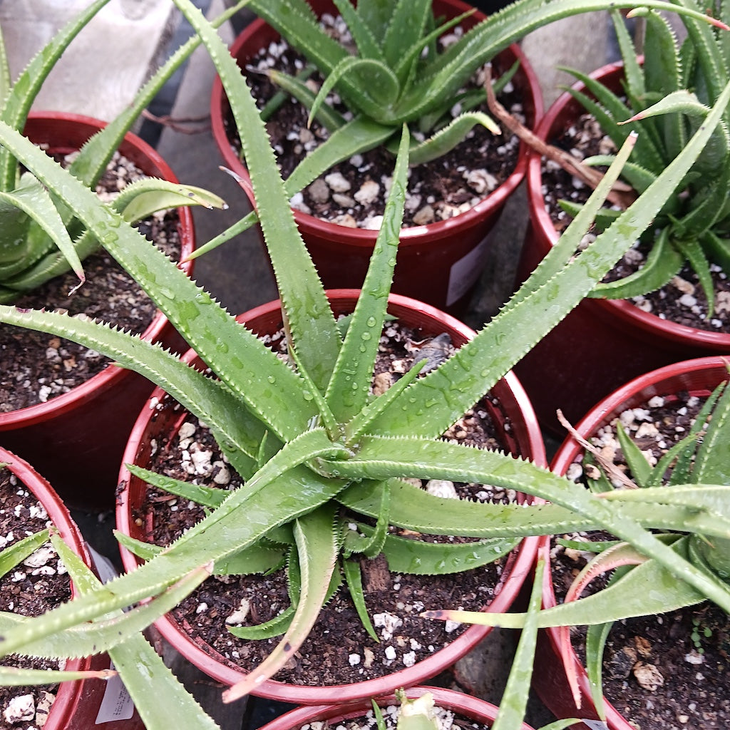 Aloe Fairy Pink - 1ga