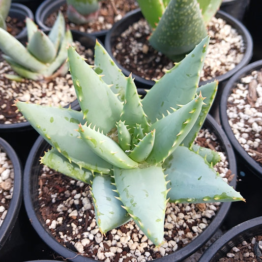 Aloe falcata 1ga