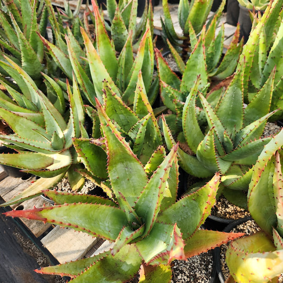 Aloe ferox