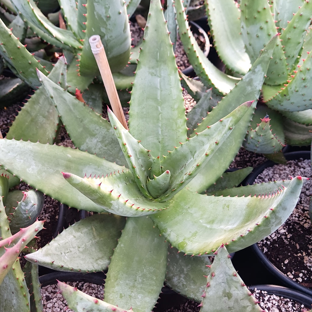 Aloe ferox