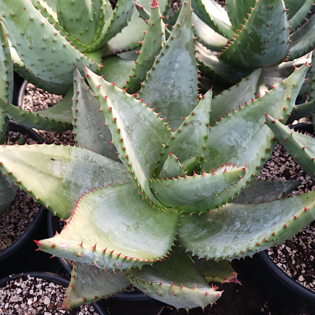Aloe ferox