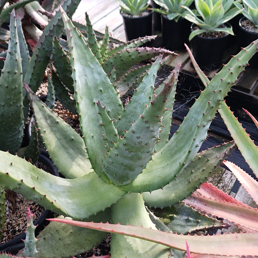 Aloe ferox