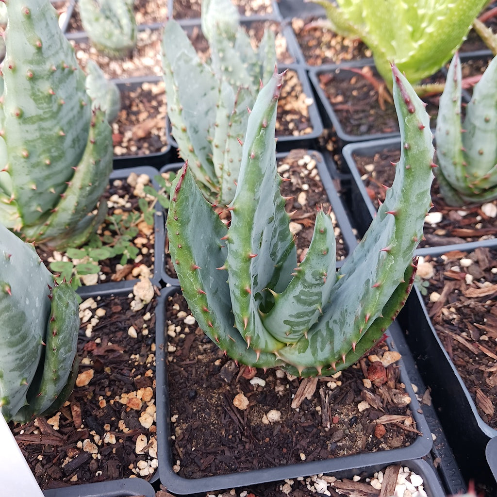 Aloe ferox